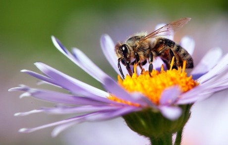 Méhek Napja - tudta, hogy húszezren foglalkoznak méhtartással hazánkban?